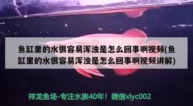 魚缸里的水很容易渾濁是怎么回事啊視頻(魚缸里的水很容易渾濁是怎么回事啊視頻講解) 非洲金鼓魚 第2張