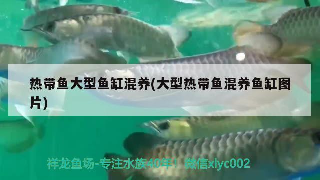 可以和孔雀魚混養(yǎng)的魚有哪些，孔雀魚可以和那些魚混養(yǎng)