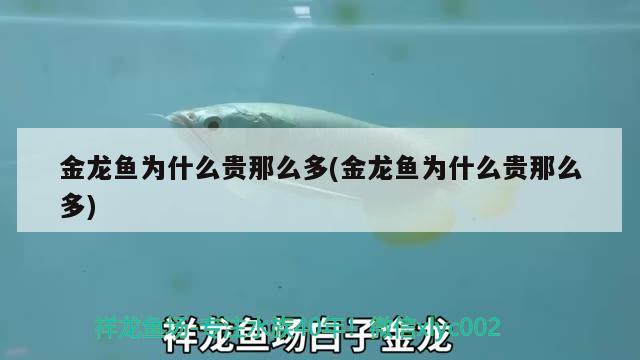 金龍魚為什么貴那么多(金龍魚為什么貴那么多)