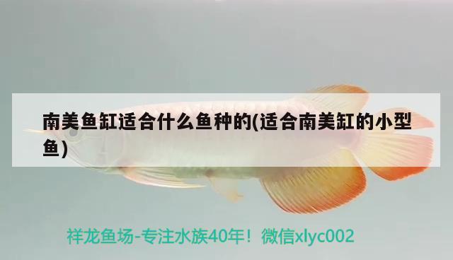 南美魚缸適合什么魚種的(適合南美缸的小型魚) 黑影道人魚