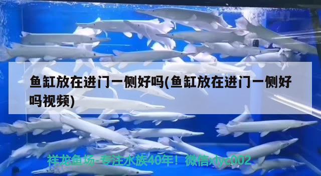 魚缸放在進(jìn)門一側(cè)好嗎(魚缸放在進(jìn)門一側(cè)好嗎視頻) 眼斑魚