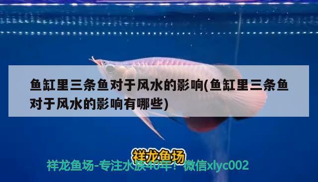 黑虎魚圖片及名稱（黑色的虎魚） 虎魚百科 第2張