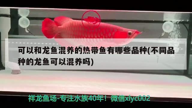 黑虎魚圖片及名稱（黑色的虎魚） 虎魚百科 第1張