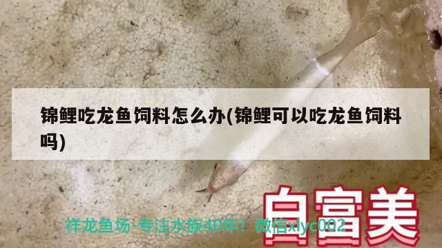 錦鯉吃龍魚飼料怎么辦(錦鯉可以吃龍魚飼料嗎) 金老虎魚