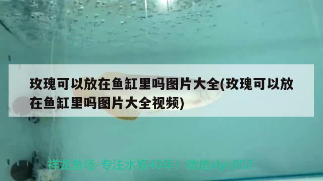 玫瑰可以放在魚缸里嗎圖片大全(玫瑰可以放在魚缸里嗎圖片大全視頻)