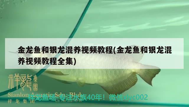 榆林魚(yú)缸定做（榆林哪里有賣(mài)魚(yú)缸的地方）