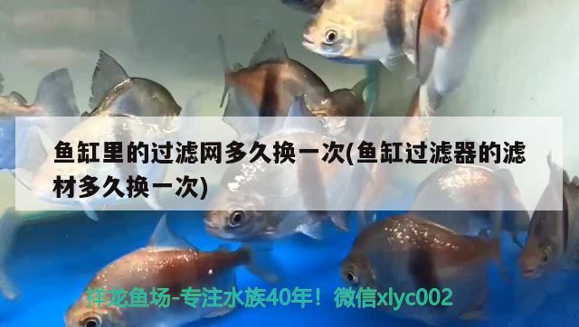 魚缸里的過濾網(wǎng)多久換一次(魚缸過濾器的濾材多久換一次) 斑馬狗頭魚