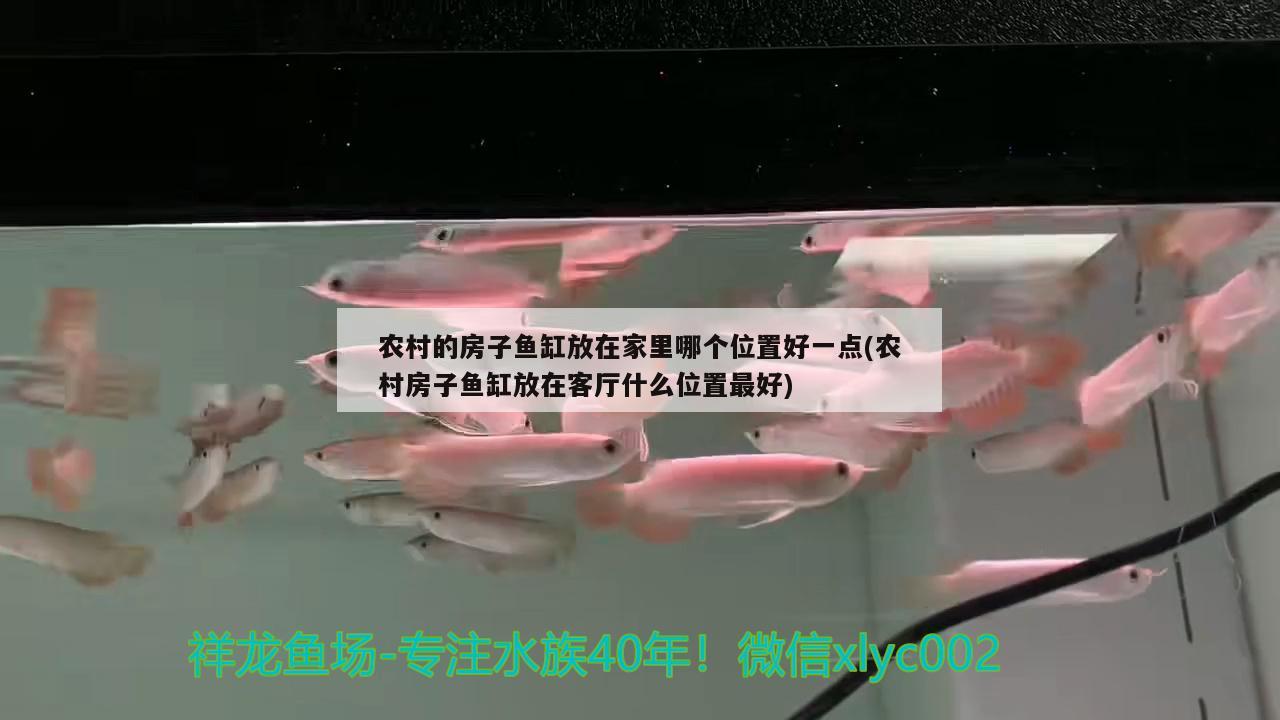 農(nóng)村的房子魚缸放在家里哪個位置好一點(農(nóng)村房子魚缸放在客廳什么位置最好) 非洲象鼻魚