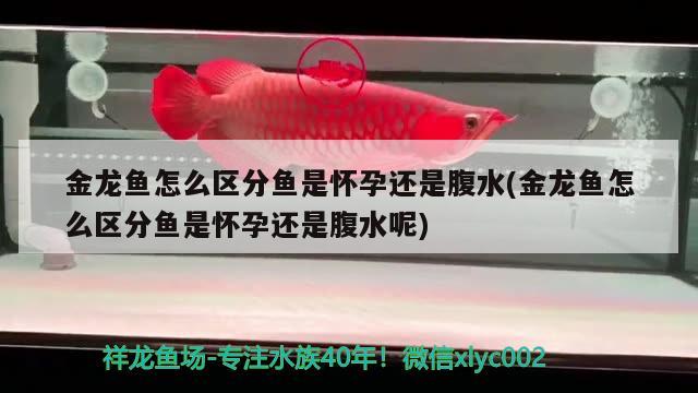 金龍魚怎么區(qū)分魚是懷孕還是腹水(金龍魚怎么區(qū)分魚是懷孕還是腹水呢) 祥龍魚場