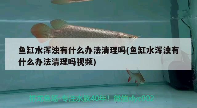 魚缸水渾濁有什么辦法清理嗎(魚缸水渾濁有什么辦法清理嗎視頻) 祥龍龍魚專用水族燈