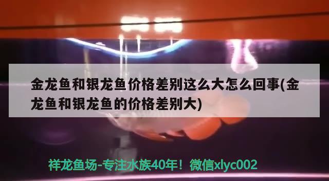 金龍魚和銀龍魚價格差別這么大怎么回事(金龍魚和銀龍魚的價格差別大)