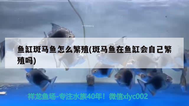 魚缸斑馬魚怎么繁殖(斑馬魚在魚缸會自己繁殖嗎) 埃及神仙魚