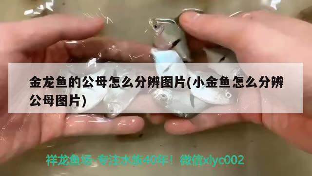 魚缸有裂痕怎么補救：魚缸有裂縫怎么辦 廣州水族批發(fā)市場 第2張