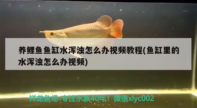 養(yǎng)鯉魚魚缸水渾濁怎么辦視頻教程(魚缸里的水渾濁怎么辦視頻) 野生埃及神仙魚