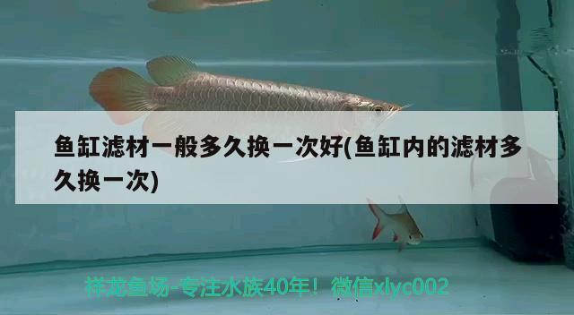 魚(yú)缸濾材一般多久換一次好(魚(yú)缸內(nèi)的濾材多久換一次) 黑云魚(yú)