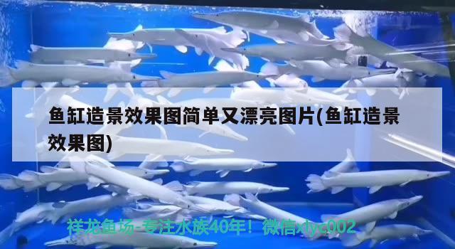 魚缸造景效果圖簡單又漂亮圖片(魚缸造景效果圖)