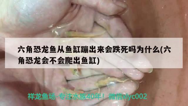 六角恐龍魚從魚缸蹦出來會跌死嗎為什么(六角恐龍會不會爬出魚缸)