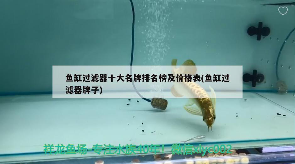 魚缸過濾器十大名牌排名榜及價格表(魚缸過濾器牌子) 黑帝王魟魚