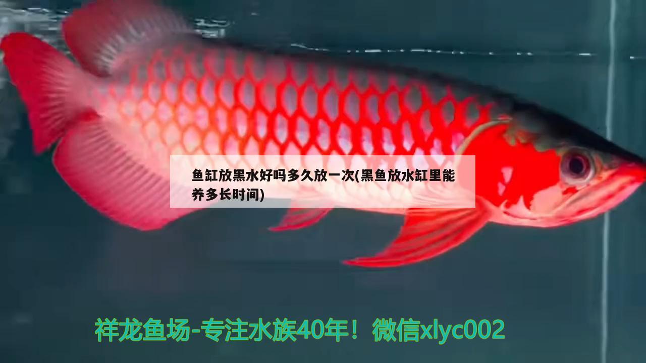 魚缸放黑水好嗎多久放一次(黑魚放水缸里能養(yǎng)多長時間) 飛鳳魚苗