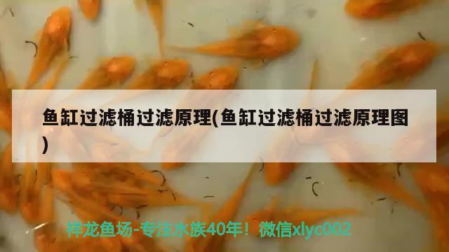 魚缸過濾桶過濾原理(魚缸過濾桶過濾原理圖) 黃鰭鯧魚