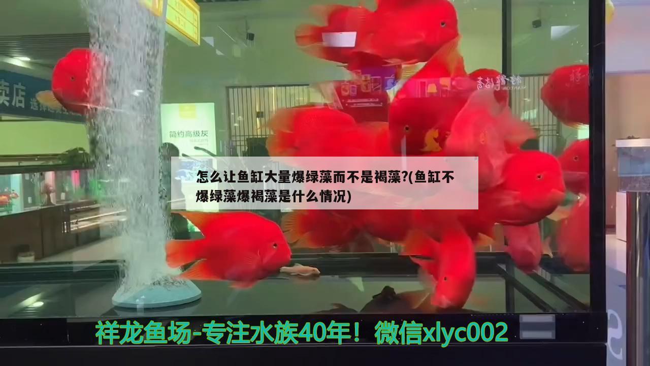 怎么讓魚(yú)缸大量爆綠藻而不是褐藻?(魚(yú)缸不爆綠藻爆褐藻是什么情況) 巴西亞魚(yú)