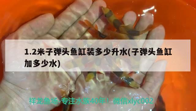 1.2米子彈頭魚缸裝多少升水(子彈頭魚缸加多少水)