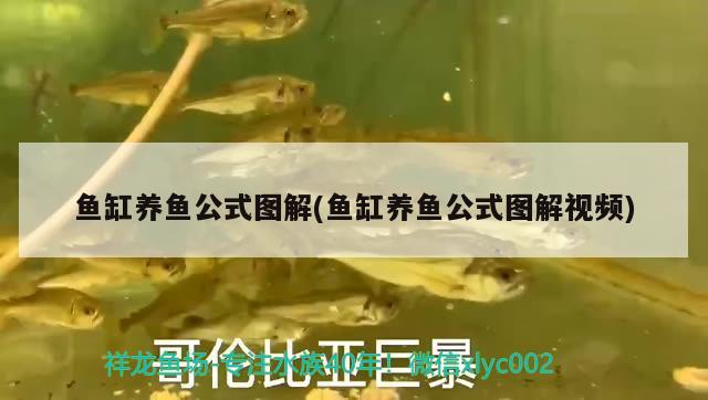 魚缸養(yǎng)魚公式圖解(魚缸養(yǎng)魚公式圖解視頻) 黃金貓魚