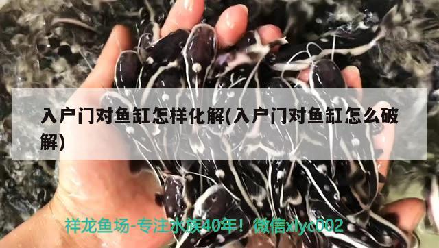 入戶門對魚缸怎樣化解(入戶門對魚缸怎么破解) 鸚鵡魚