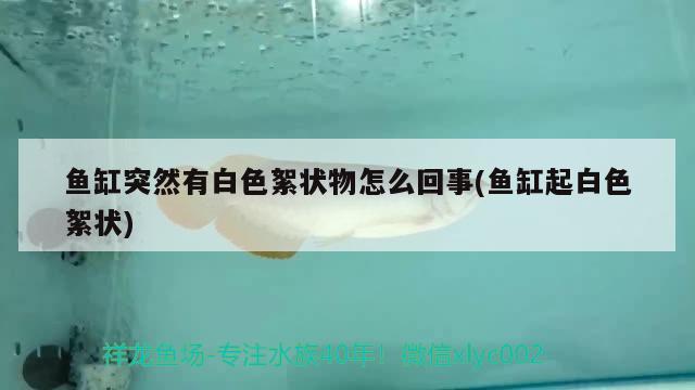 魚(yú)缸突然有白色絮狀物怎么回事(魚(yú)缸起白色絮狀)