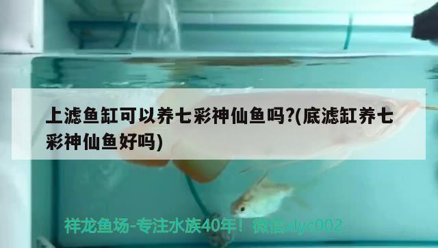 上濾魚缸可以養(yǎng)七彩神仙魚嗎?(底濾缸養(yǎng)七彩神仙魚好嗎) 七彩神仙魚