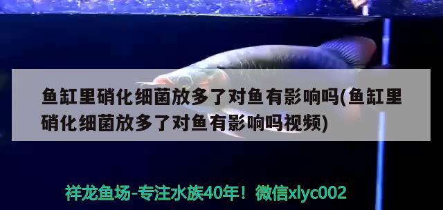 魚(yú)缸里硝化細(xì)菌放多了對(duì)魚(yú)有影響嗎(魚(yú)缸里硝化細(xì)菌放多了對(duì)魚(yú)有影響嗎視頻) 硝化細(xì)菌