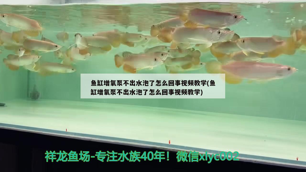 魚缸增氧泵不出水泡了怎么回事視頻教學(xué)(魚缸增氧泵不出水泡了怎么回事視頻教學(xué))