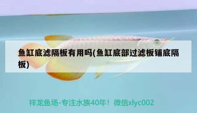 魚缸底濾隔板有用嗎(魚缸底部過濾板鋪底隔板) 白子銀龍魚苗