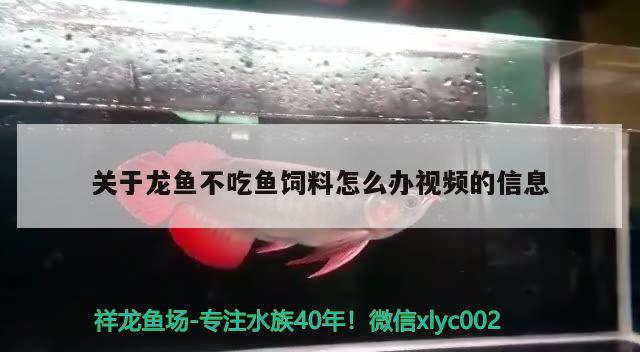 關于龍魚不吃魚飼料怎么辦視頻的信息 除藻劑