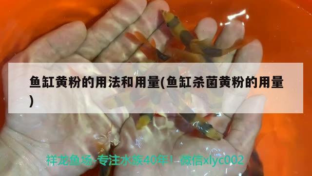 魚缸黃粉的用法和用量(魚缸殺菌黃粉的用量)