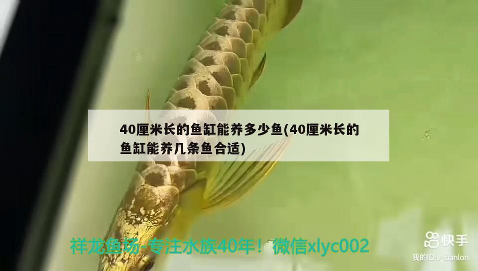 40厘米長的魚缸能養(yǎng)多少魚(40厘米長的魚缸能養(yǎng)幾條魚合適) 白子紅龍魚