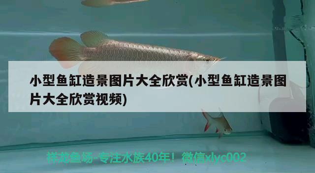 小型魚缸造景圖片大全欣賞(小型魚缸造景圖片大全欣賞視頻) 白條過背金龍魚