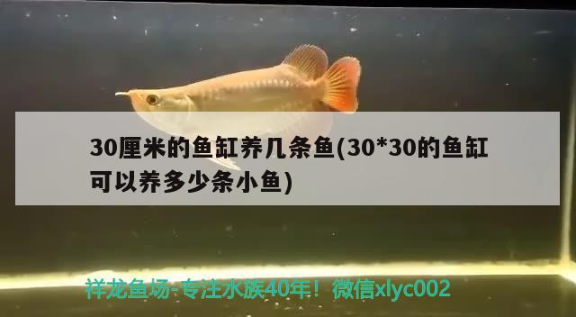 30厘米的魚缸養(yǎng)幾條魚(30 財神鸚鵡魚