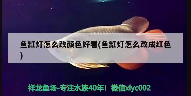 魚缸燈怎么改顏色好看(魚缸燈怎么改成紅色) 黑帝王魟魚