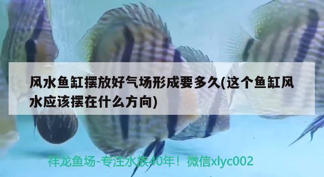 銀鼓魚和銀龍魚混養(yǎng)可以嗎圖片（銀鼓魚和銀龍魚混養(yǎng)可以嗎圖片大全） 銀龍魚 第1張