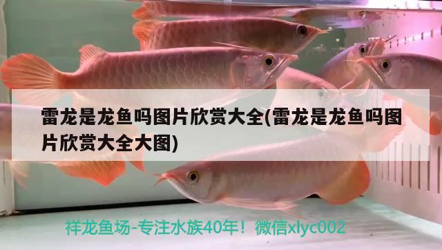 雷龍是龍魚嗎圖片欣賞大全(雷龍是龍魚嗎圖片欣賞大全大圖)