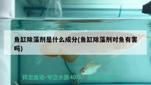 魚缸除藻劑是什么成分(魚缸除藻劑對魚有害嗎) 帝王迷宮