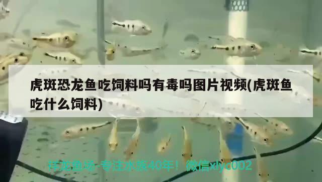 虎斑恐龍魚吃飼料嗎有毒嗎圖片視頻(虎斑魚吃什么飼料) 虎斑恐龍魚