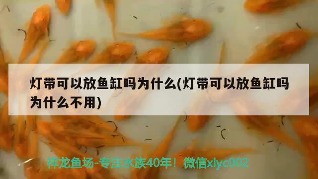 七彩神仙魚(yú)缸大小選擇圖(七彩神仙魚(yú)缸最佳尺寸) 七彩神仙魚(yú)