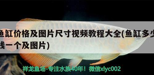 金龍魚和清道夫哪個好養(yǎng)(金龍魚和清道夫能一起養(yǎng)嗎)