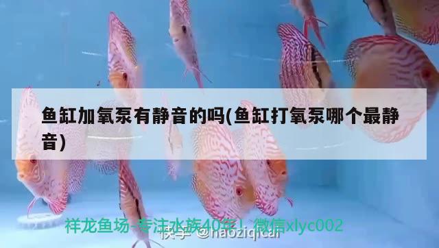 粉紅色的龍魚高清圖片，粉紅色的龍魚圖片