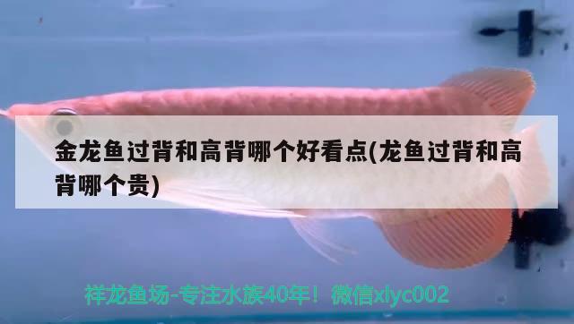 金龍魚(yú)過(guò)背和高背哪個(gè)好看點(diǎn)(龍魚(yú)過(guò)背和高背哪個(gè)貴)