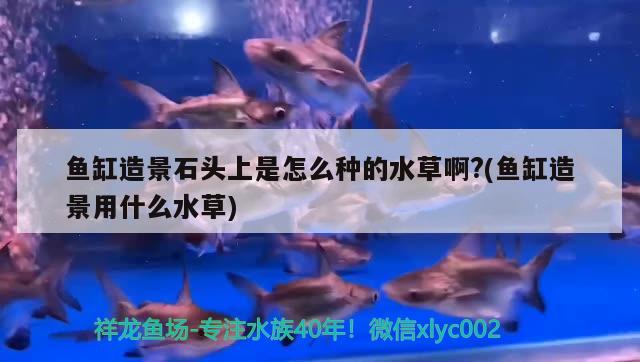 本溪二手魚缸多少錢能買到，旅游的時候你去過的最爽的地方是哪兒