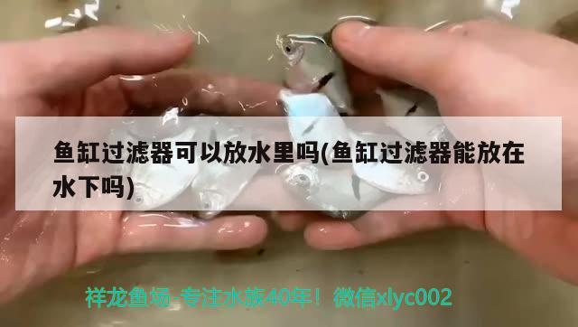 魚缸過濾器可以放水里嗎(魚缸過濾器能放在水下嗎) 白條過背金龍魚 第1張