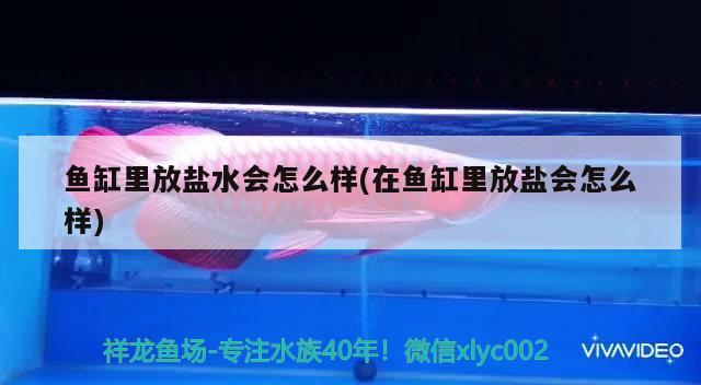 龍魚(yú)和虎魚(yú)打架加配魚(yú)(龍魚(yú)和虎魚(yú)打架加配魚(yú)能吃嗎) 印尼三紋虎